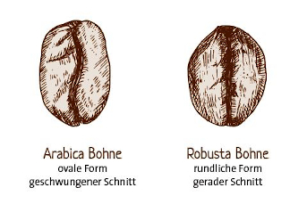 Arabica und Robusta im Vergleich - Die Unterschiede