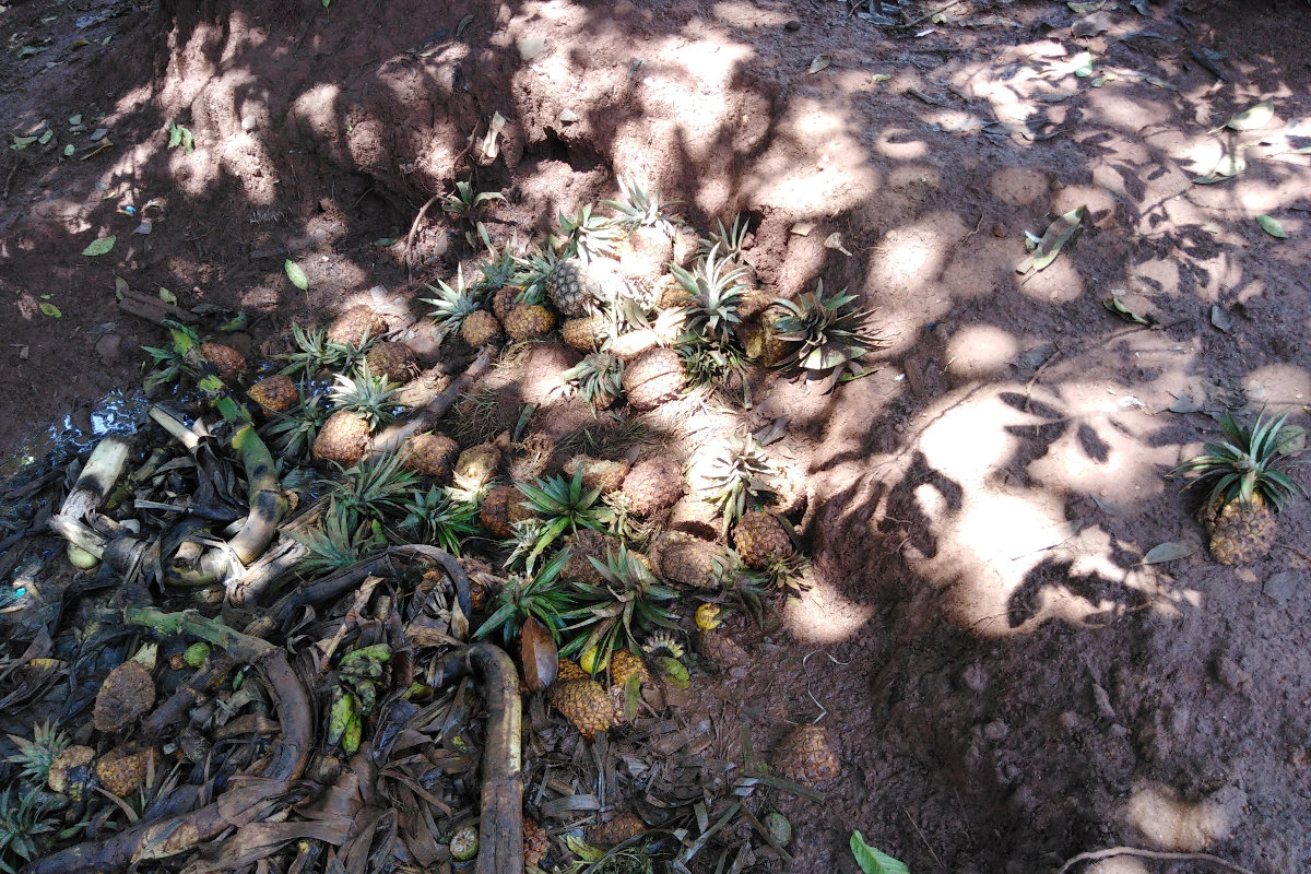 WeltPartner-BioUganda2.jpg