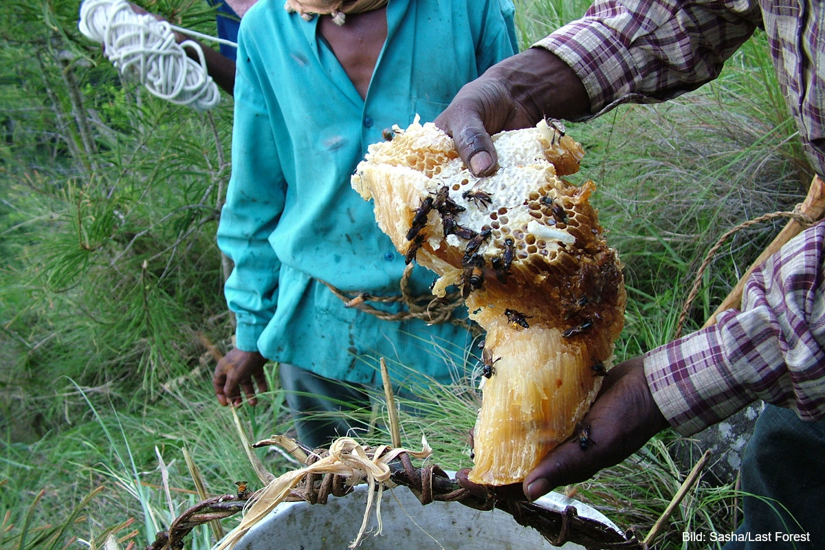 Die Honigsammler aus Tamil Nadu