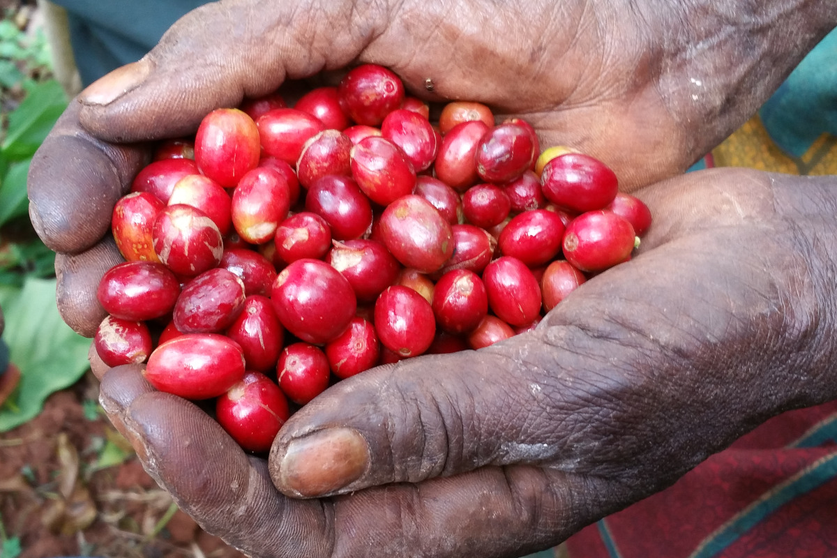 Kaffeekirschen in den Händen eines Kaffeebauers aus Burundi