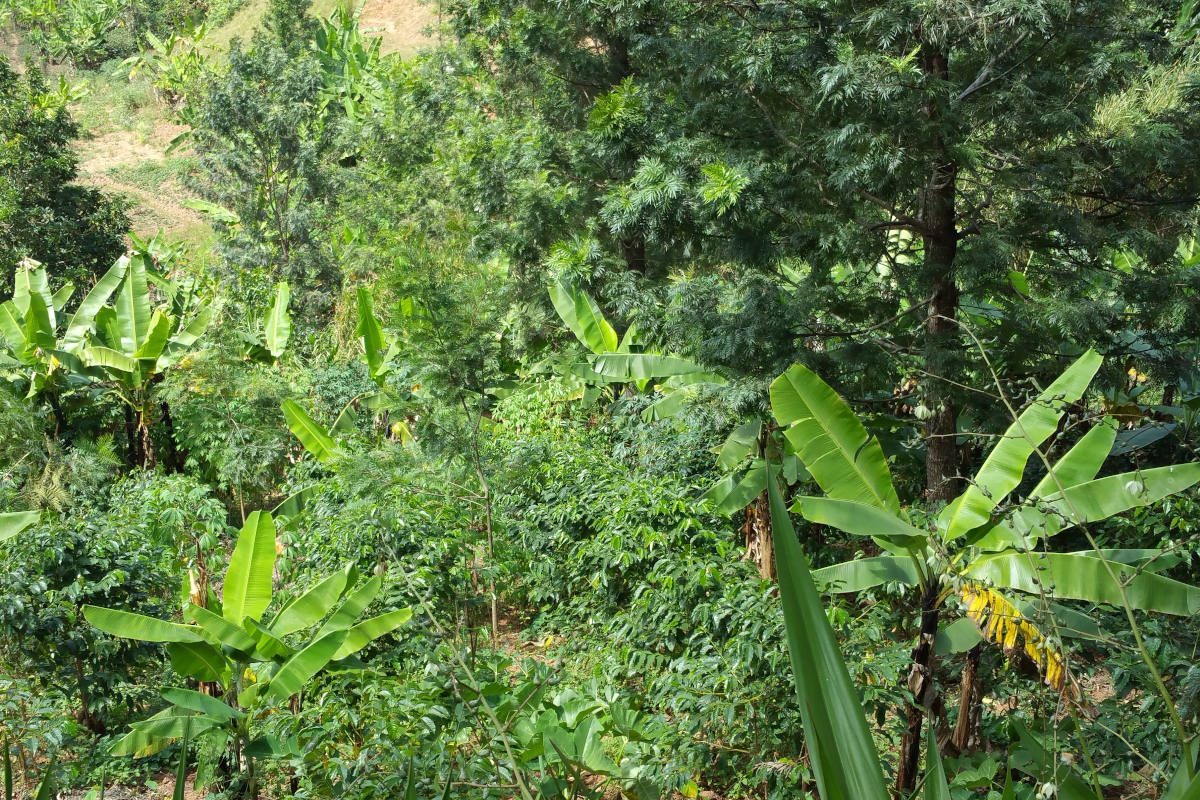 Von Banane, bis Kaffee und Zitrus wird im Agroforst System in Mischkultur angebaut