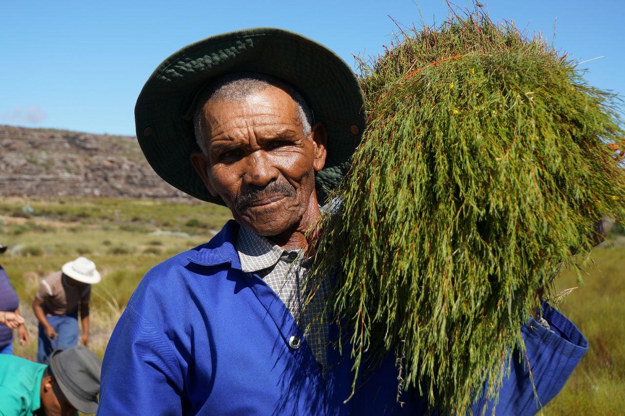 Südafrikanischer Kleinbauer hält einen Büschel des Rooibos-Strauchs