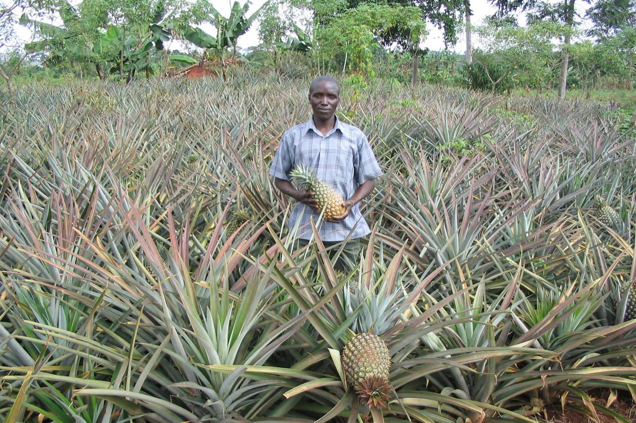 Ugandischer Kleinbauer steht in einem Ananasfeld und hält eine Ananas