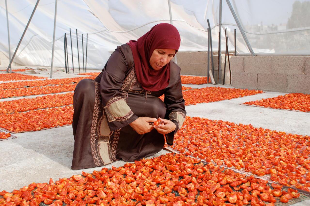 Palästinensische Kleinbäuerin schneidet Tomaten für die Trocknung in Stücke
