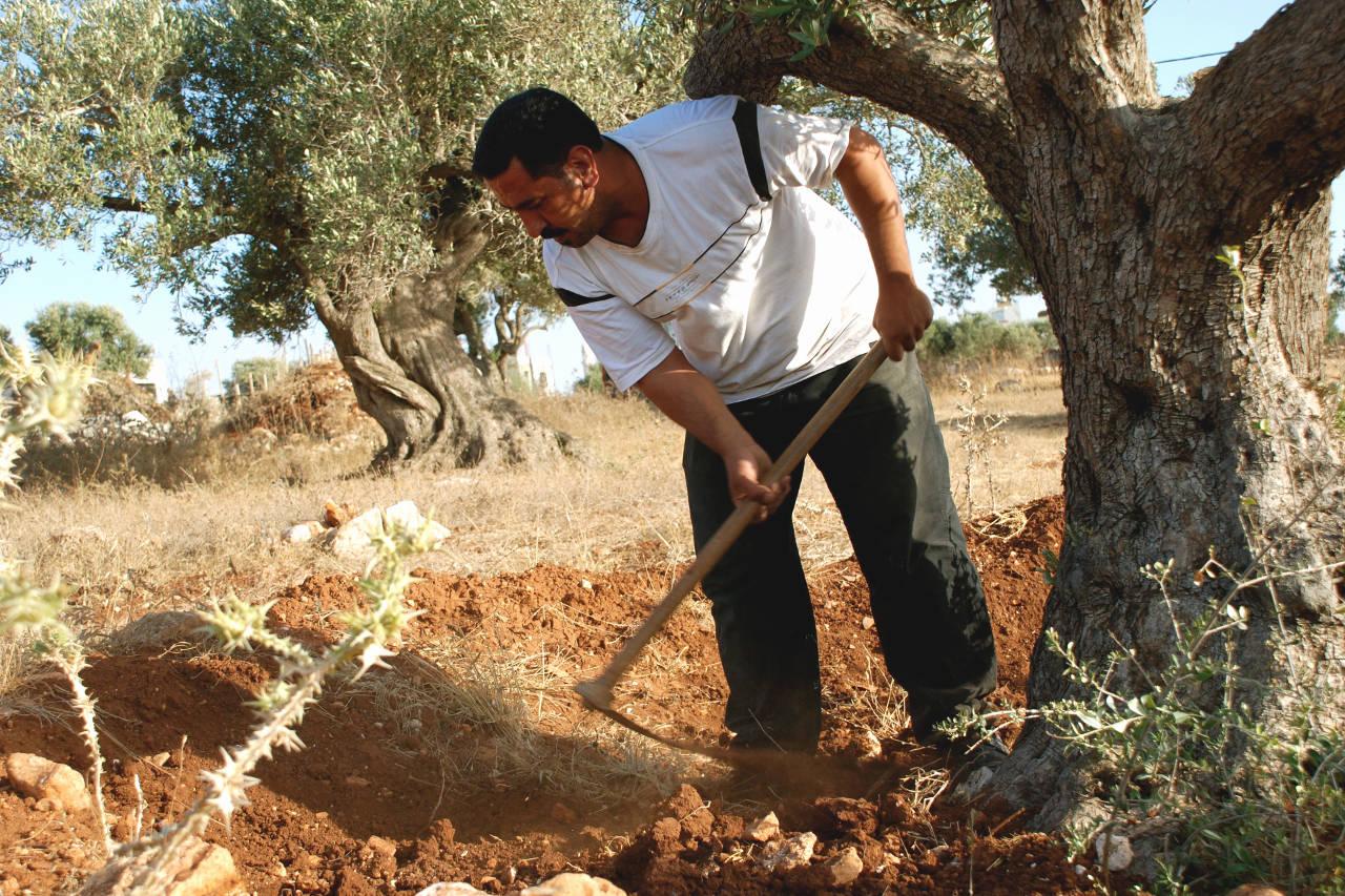 Palästinensischer Kleinbauer bearbeitet die Fläche um einen Olivenbaum