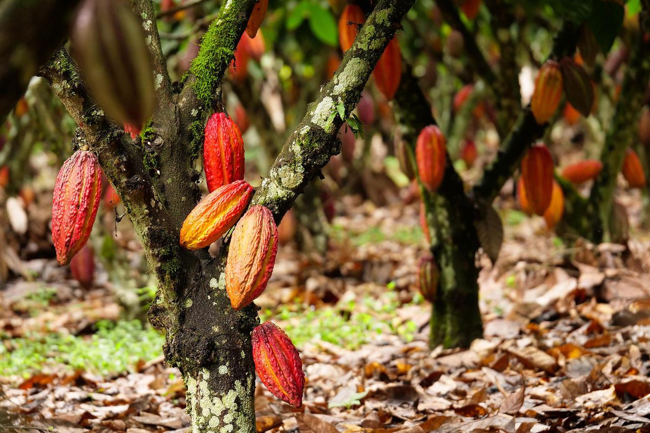 Reife Kakaofrüchte am Baum