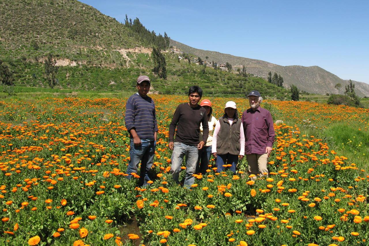 Peter Lendi mit peruanischen Kleinbauern in einem Calendulafeld