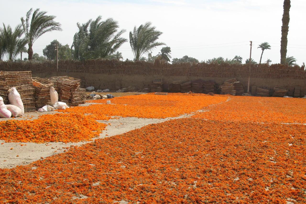 Flächentrocknung von Calendulablüten
