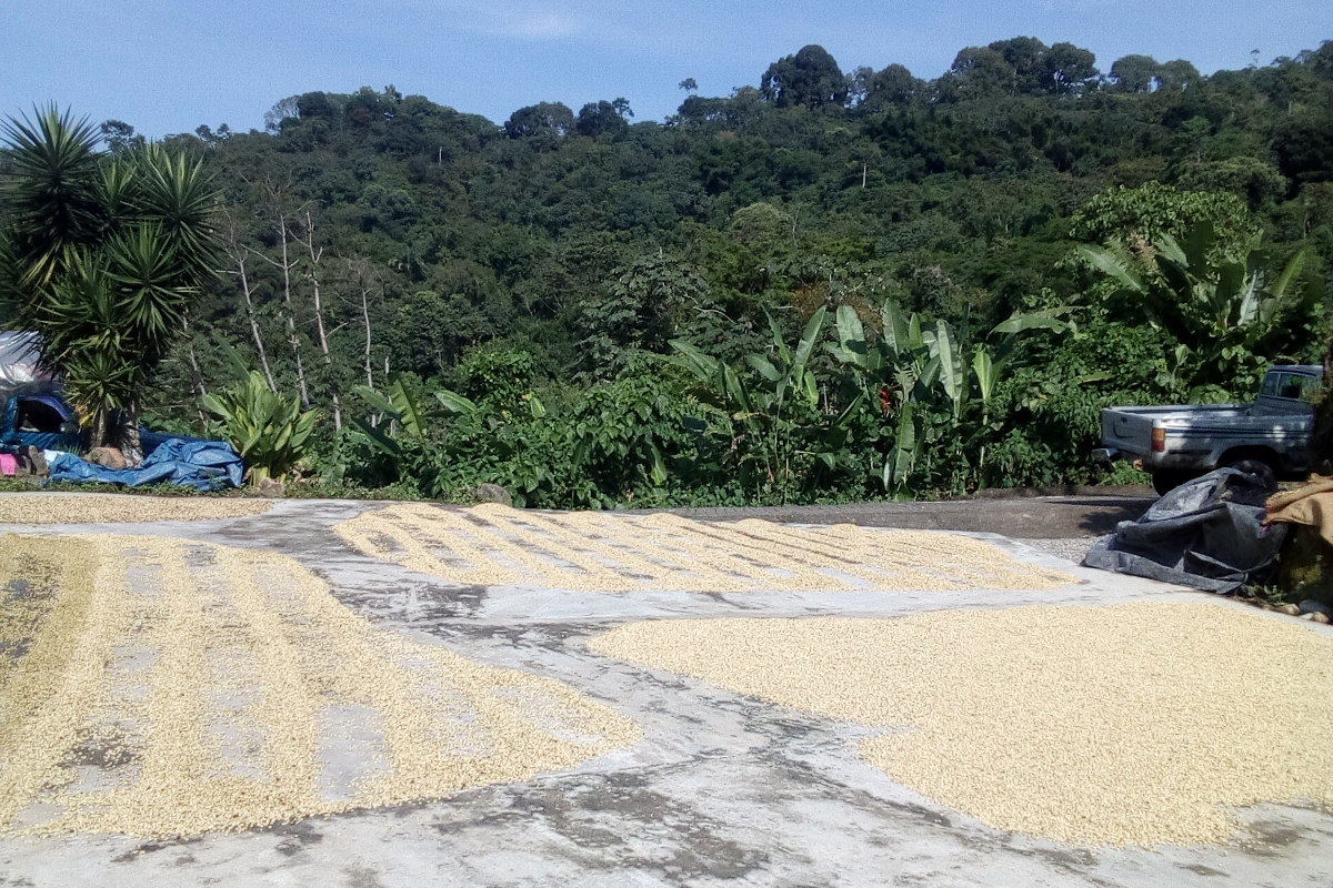Fläche mit zur Trocknung ausgebreiteten Kaffeebohnen