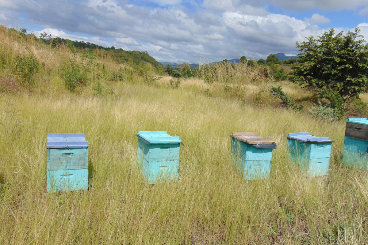 Bienenkästen von Cosatin im nicaraguanischen Boaco